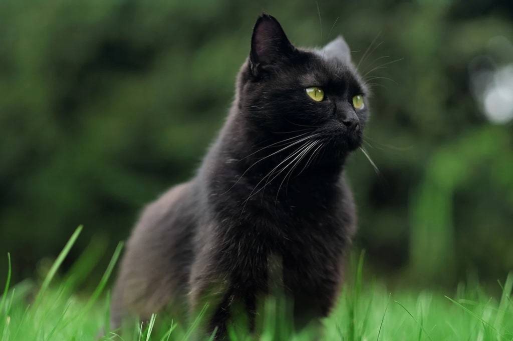 Assurance animaux : protéger votre chien contre les imprévus